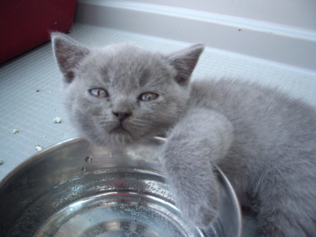 british shorthair