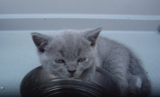 british shorthair