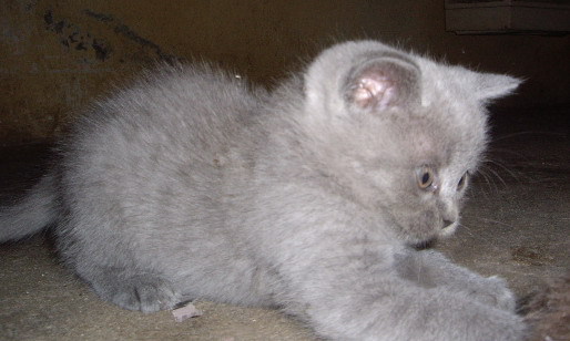 british shorthair