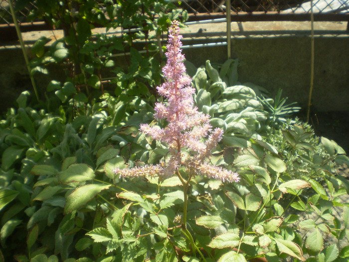 P7120058; astilbe
