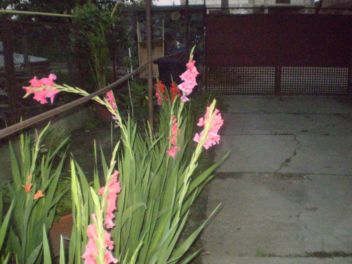 P7150084; gladiole
