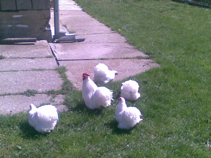 23042011(018) - cochin pitic-alb