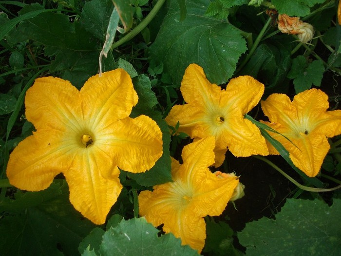 flori de dovleac