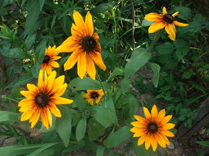 gaillardia=miresa soarelui