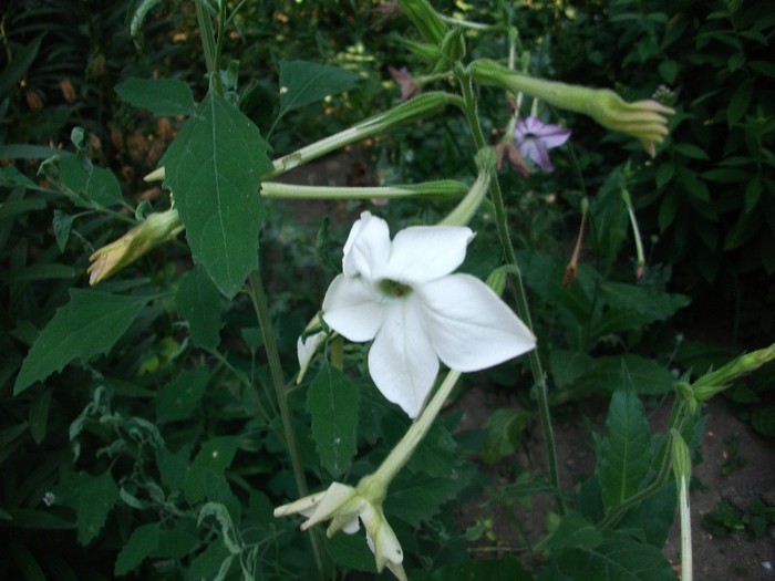 regina noptii alba