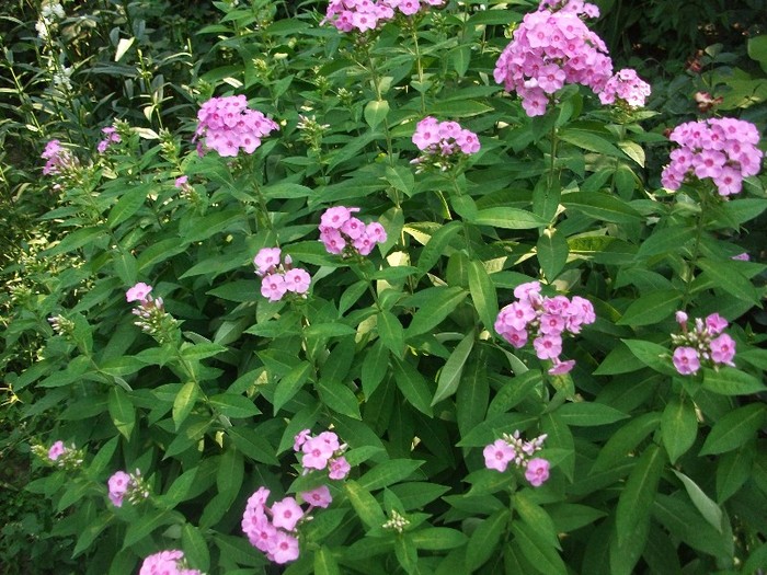 flox