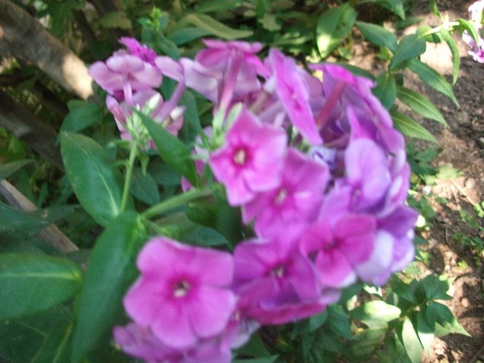 flox