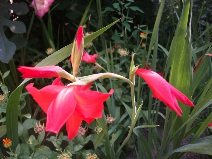 gladiole