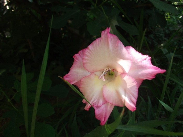 gladiola
