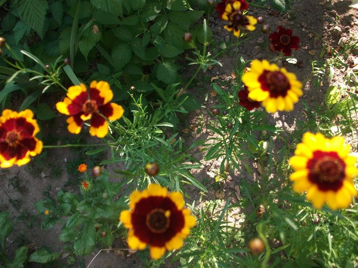 imaginile mele 019