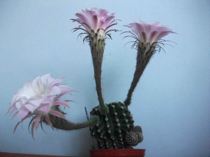 19.07.2011 - cactusi