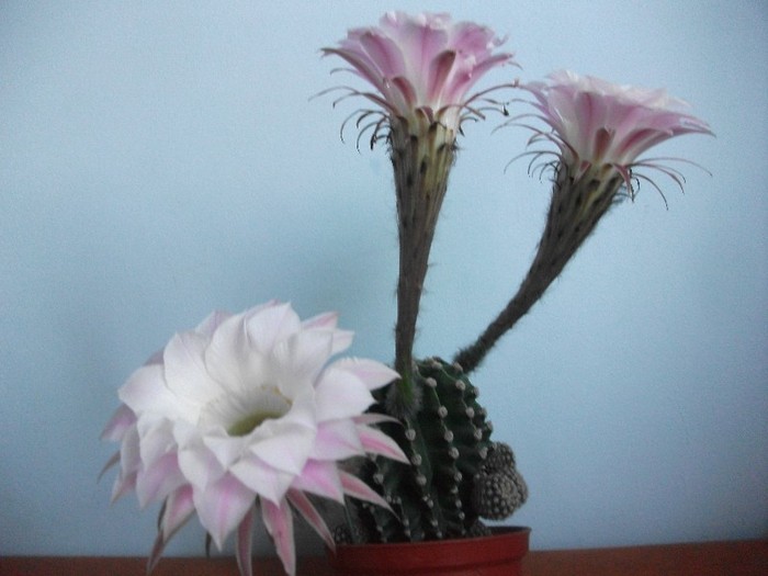 19.07.2011 - cactusi