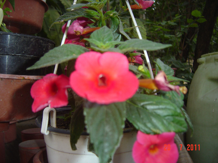 Picture 2160 - 2011-2012 ACHIMENES