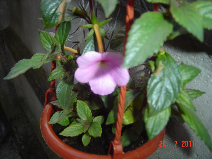 Picture 2161 - 2011-2012 ACHIMENES