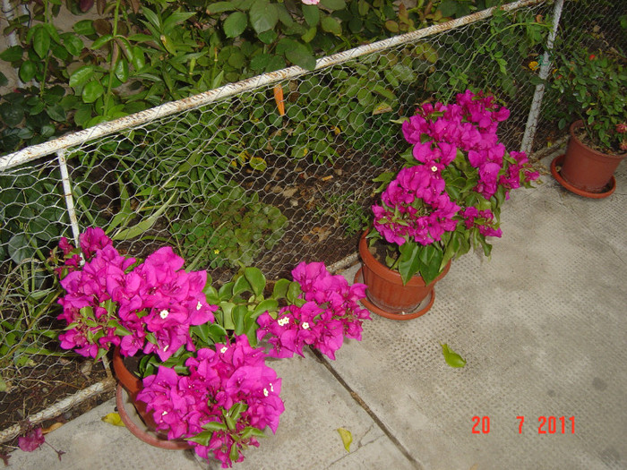 Picture 2195 - 0-BAUGAINVILLEA