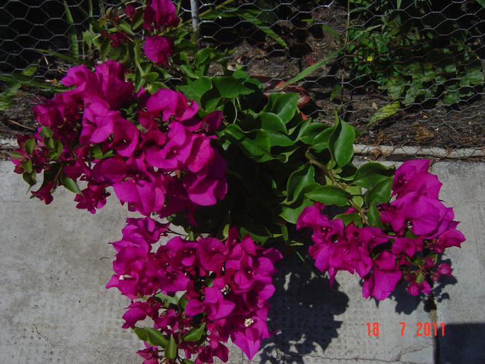 Picture 2135 - 0-BAUGAINVILLEA