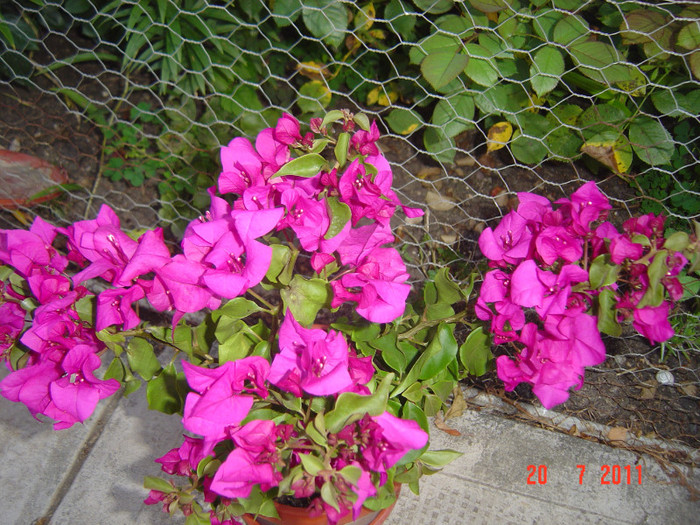 Picture 2155 - 0-BAUGAINVILLEA