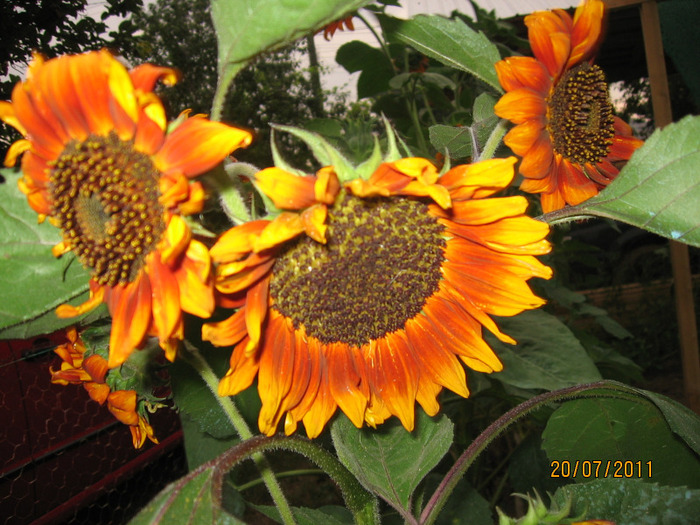 floarea soarelui ornamentala - 5_Floarea soarelui