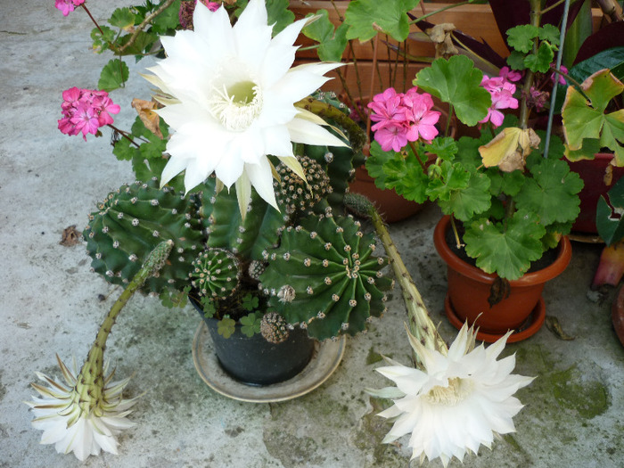 Echinopsis subdenudata - Cactusi