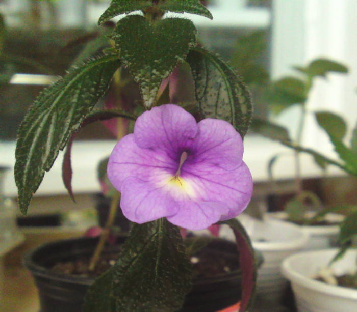 Peach Blossom(arata altfel decat anul trecut) - Achimenes