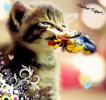 39919856_WVUUGURAH - Animalele Preferate