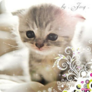 40808184_XMRAURVHH - Animalele Preferate