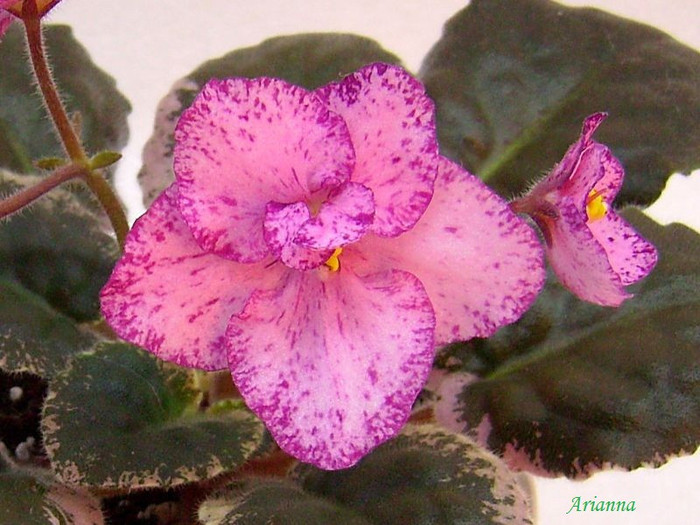 Buckeye Cherry Freckles - Frunze violete