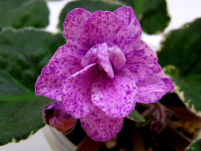Buckeye Evermore Freckles - Frunze violete