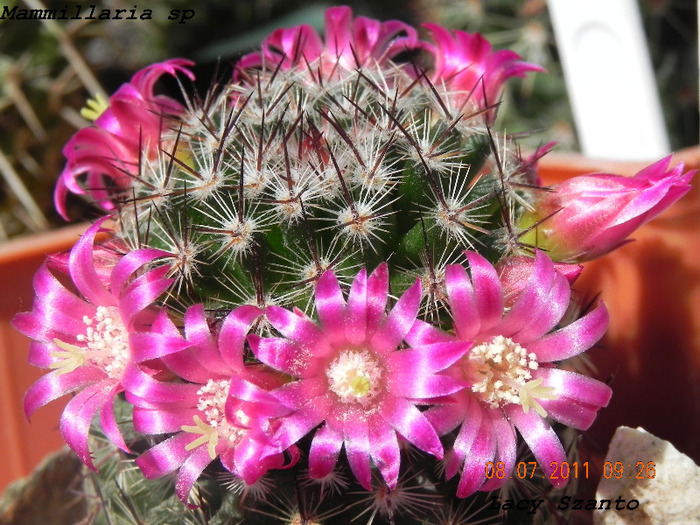 Mammillaria sp - cactusi 2011