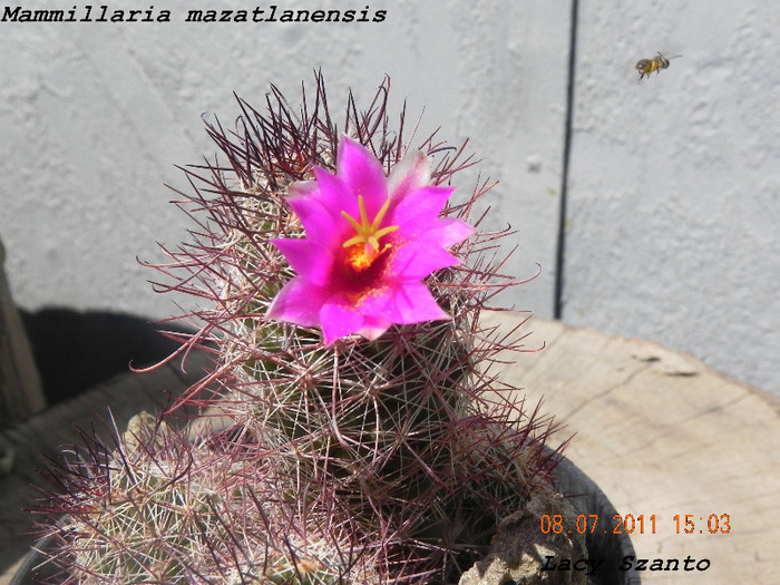 Mammillaria mazatlanensis - cactusi 2011