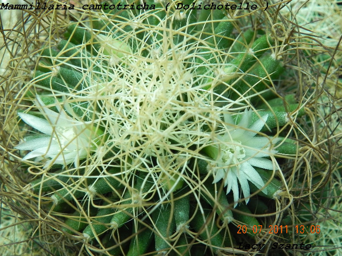 Mammillaria camtotricha ( Dolichotelle ) - cactusi 2011