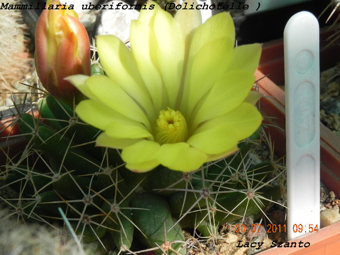 Mammillaria uberiformis ( Dolichotelle ) - cactusi 2011