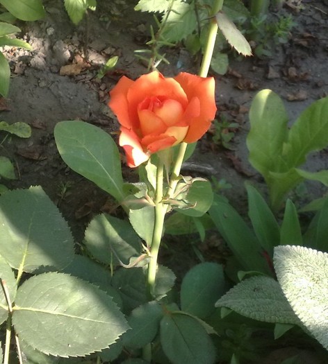 Las Vegas - TRANDAFIRII MEI