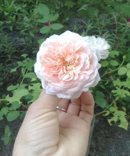 Abraham Darby - TRANDAFIRII MEI