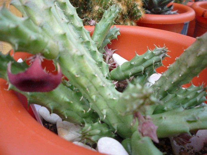 MsiG 150 - cactusi si suculente