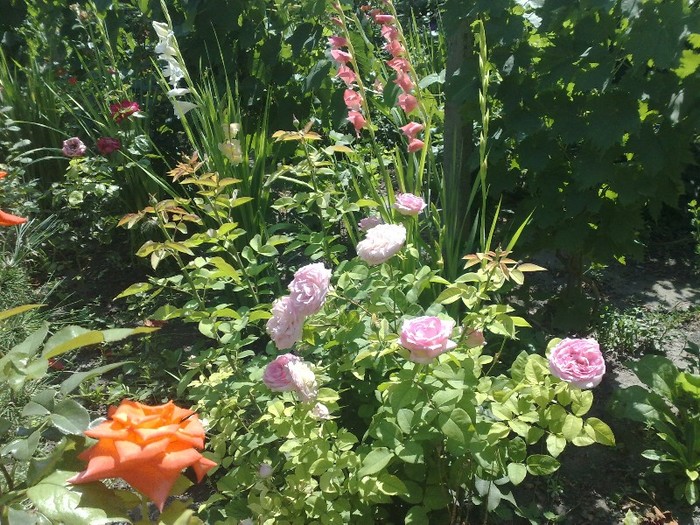 Lolita si Beverly - TRANDAFIRII MEI