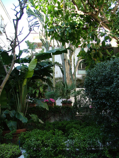 vegetazione caprese - INSULA CAPRI