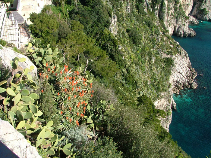scogliera con cactus - INSULA CAPRI