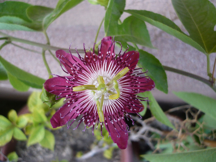 21.07.2011 - zzz-PASSIFLORA-iesite din colectie