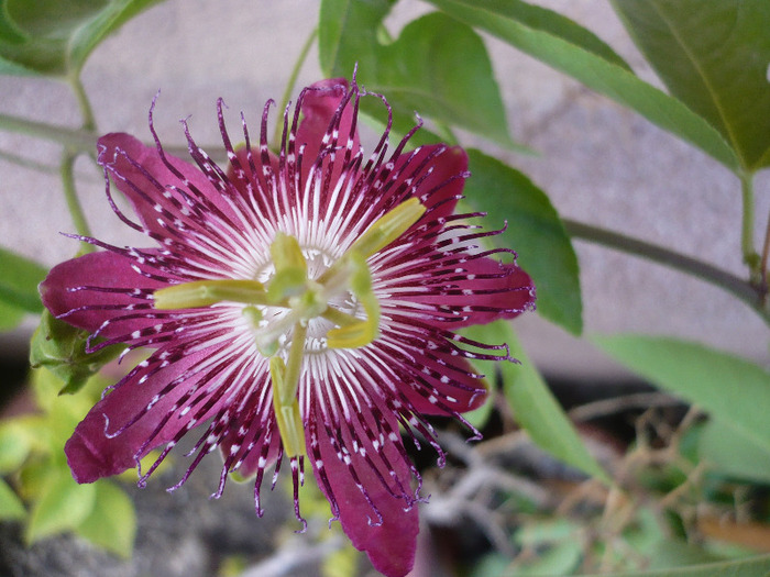 P1080928 - zzz-PASSIFLORA-iesite din colectie