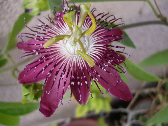 P1080930 - zzz-PASSIFLORA-iesite din colectie