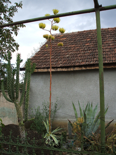 DSCF2095 - colectia mea de cactusi