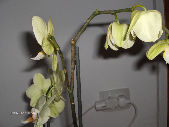 LAMAITA cu tija bolnavioara