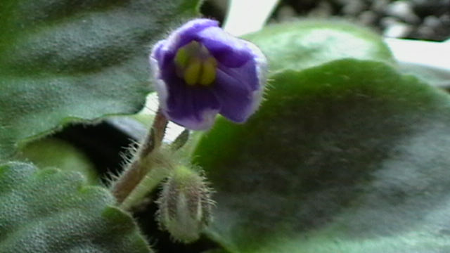 IMGA0554 - violete 2011