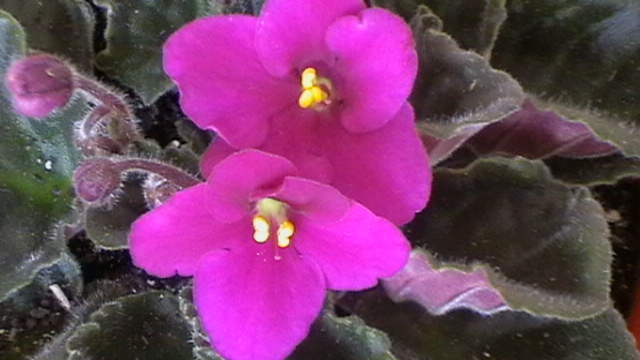IMGA0540 - violete 2011