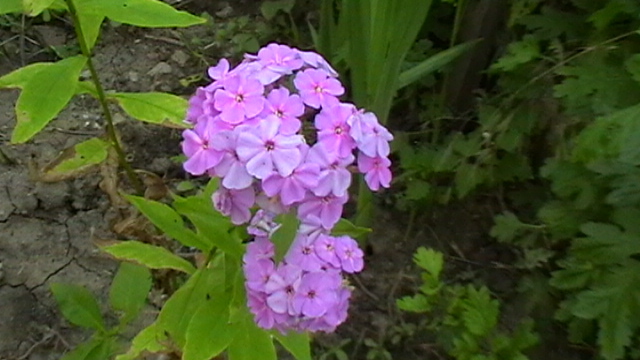IMGA0547 - flori de gradina
