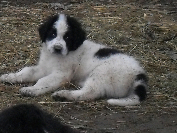 SDC13672 - CAINI CIOBANESTI DE BUCOVINA DE VANZARE