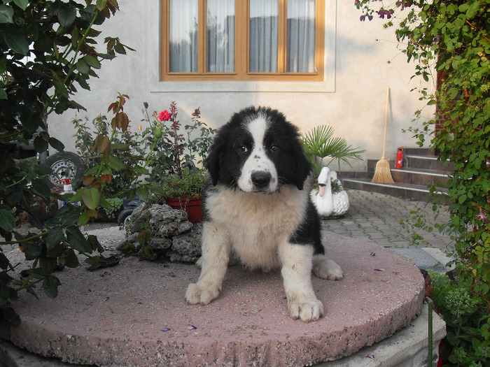 SDC13742 - CAINI CIOBANESTI DE BUCOVINA DE VANZARE