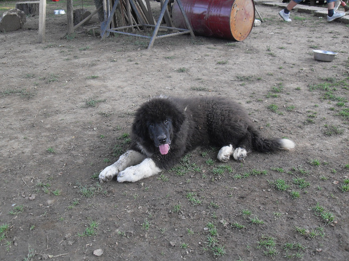 SDC13765 - CAINI CIOBANESTI DE BUCOVINA DE VANZARE