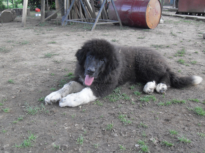 SDC13766 - CAINI CIOBANESTI DE BUCOVINA DE VANZARE